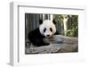 Young Panda-Kris Wiktor-Framed Photographic Print