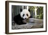 Young Panda-Kris Wiktor-Framed Photographic Print