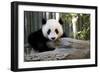 Young Panda-Kris Wiktor-Framed Photographic Print