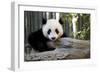 Young Panda-Kris Wiktor-Framed Photographic Print