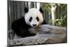 Young Panda-Kris Wiktor-Mounted Photographic Print