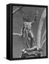 Young Perseus Holding the Decapitated Gorgon Head of Medusa, Standing over Her Body-Carl Mydans-Framed Stretched Canvas