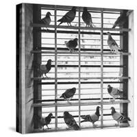 Young Pigeons in a Loft-null-Stretched Canvas