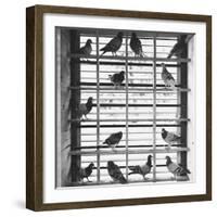 Young Pigeons in a Loft-null-Framed Photographic Print