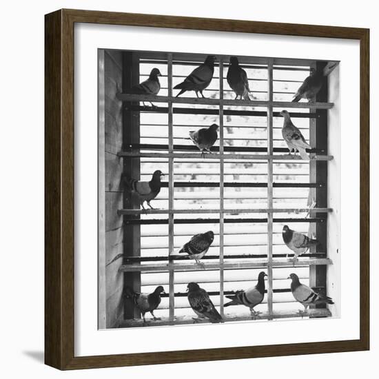 Young Pigeons in a Loft-null-Framed Photographic Print