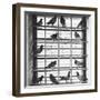 Young Pigeons in a Loft-null-Framed Photographic Print