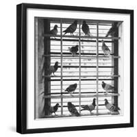 Young Pigeons in a Loft-null-Framed Photographic Print