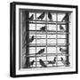 Young Pigeons in a Loft-null-Framed Photographic Print