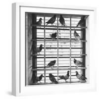 Young Pigeons in a Loft-null-Framed Photographic Print