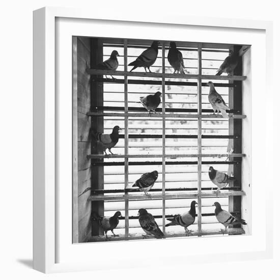 Young Pigeons in a Loft-null-Framed Photographic Print