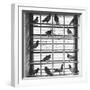 Young Pigeons in a Loft-null-Framed Photographic Print