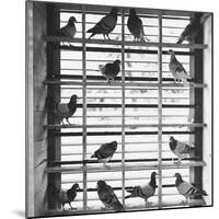 Young Pigeons in a Loft-null-Mounted Photographic Print