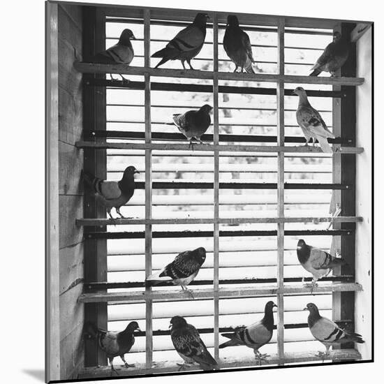 Young Pigeons in a Loft-null-Mounted Photographic Print