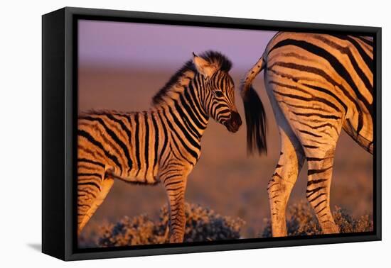 Young Plains Zebra-Paul Souders-Framed Stretched Canvas