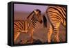 Young Plains Zebra-Paul Souders-Framed Stretched Canvas