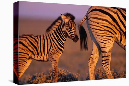 Young Plains Zebra-Paul Souders-Stretched Canvas