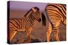 Young Plains Zebra-Paul Souders-Stretched Canvas