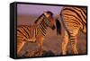 Young Plains Zebra-Paul Souders-Framed Stretched Canvas