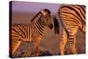 Young Plains Zebra-Paul Souders-Stretched Canvas