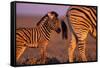 Young Plains Zebra-Paul Souders-Framed Stretched Canvas