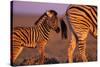 Young Plains Zebra-Paul Souders-Stretched Canvas