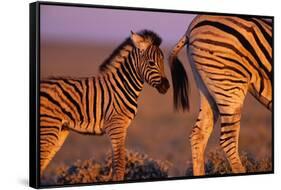 Young Plains Zebra-Paul Souders-Framed Stretched Canvas