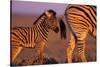 Young Plains Zebra-Paul Souders-Stretched Canvas