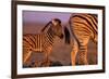 Young Plains Zebra-Paul Souders-Framed Photographic Print