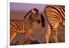 Young Plains Zebra-Paul Souders-Framed Photographic Print