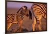 Young Plains Zebra-Paul Souders-Framed Photographic Print