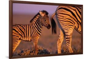 Young Plains Zebra-Paul Souders-Framed Photographic Print