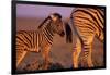 Young Plains Zebra-Paul Souders-Framed Photographic Print