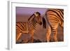 Young Plains Zebra-Paul Souders-Framed Photographic Print