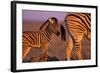 Young Plains Zebra-Paul Souders-Framed Photographic Print