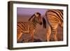 Young Plains Zebra-Paul Souders-Framed Photographic Print