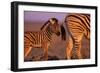 Young Plains Zebra-Paul Souders-Framed Photographic Print