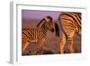 Young Plains Zebra-Paul Souders-Framed Photographic Print