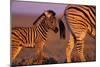 Young Plains Zebra-Paul Souders-Mounted Photographic Print