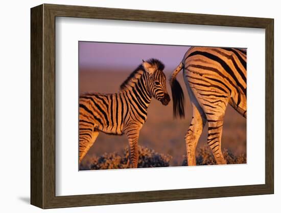 Young Plains Zebra-Paul Souders-Framed Photographic Print