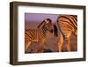 Young Plains Zebra-Paul Souders-Framed Photographic Print