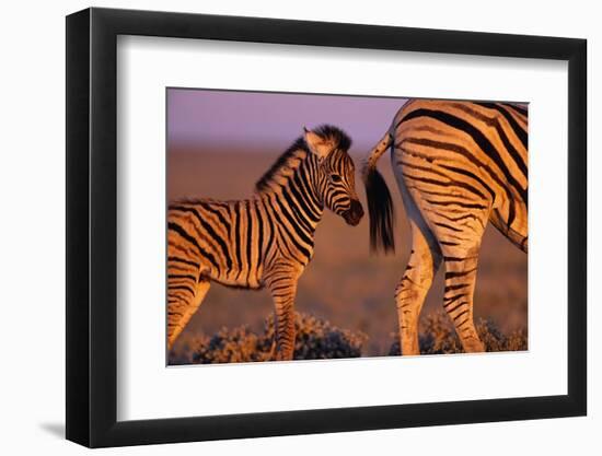 Young Plains Zebra-Paul Souders-Framed Photographic Print