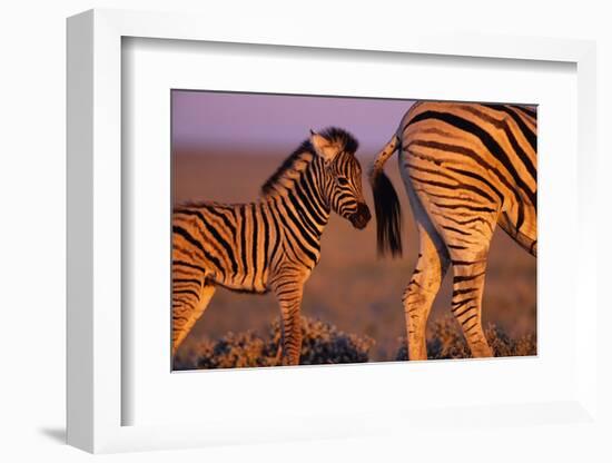 Young Plains Zebra-Paul Souders-Framed Photographic Print