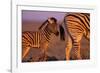 Young Plains Zebra-Paul Souders-Framed Photographic Print