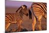 Young Plains Zebra-Paul Souders-Mounted Photographic Print