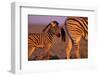 Young Plains Zebra-Paul A Souders-Framed Photographic Print