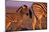 Young Plains Zebra-Paul A Souders-Mounted Photographic Print