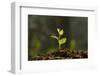 Young Plant-amenic181-Framed Photographic Print