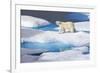 Young Polar Bear (Ursus Maritimus) Walking across Melting Sea Ice-Brent Stephenson-Framed Photographic Print