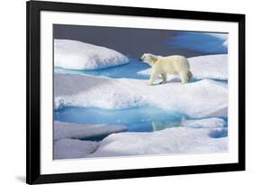 Young Polar Bear (Ursus Maritimus) Walking across Melting Sea Ice-Brent Stephenson-Framed Photographic Print