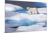 Young Polar Bear (Ursus Maritimus) Walking across Melting Sea Ice-Brent Stephenson-Mounted Photographic Print
